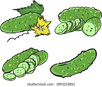 Illustration of cucumbers with leaves and a flower in vector on white background. Hand drawn cucumber icon logo for food packing design