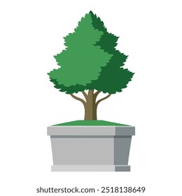 Illustration of Cupressus in concrete pot isolated