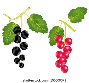 Illustration of the currant and wood sorrels on white background