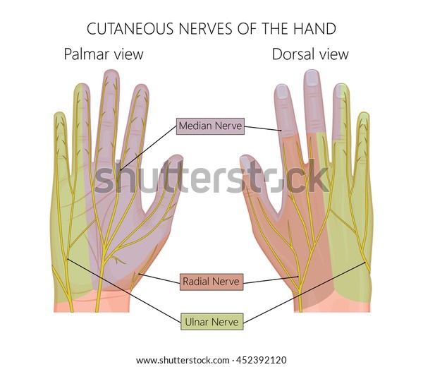 Illustration of Cutaneous nerves of the\
human hand. Used: gradient,\
transparency.