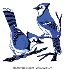 an illustration of cute and adorable blue jay bird in cartoon drawing style