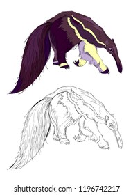 Illustration of cute anteater. Colorful and black and white pattern for coloring. Worksheet for children and adults. Vector cartoon image.