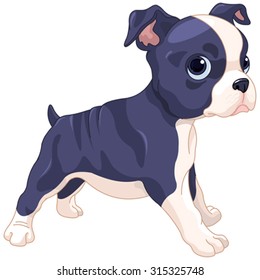 Illustration of cute Boston Terrier cub