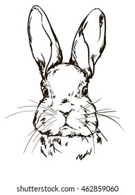 Illustration Of A Cute Bunny, Rabbit Sketch
