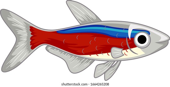 Illustration of a Cute Cardinal Neon Tetra Pet Fish with Big Eye and Red Blue Color