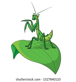 Illustration of cute cartoon praying mantis.