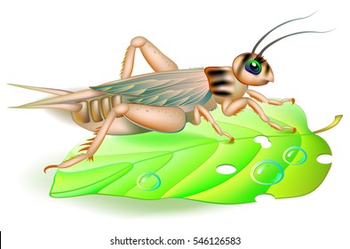 6,778 Cartoon grasshopper Images, Stock Photos & Vectors | Shutterstock