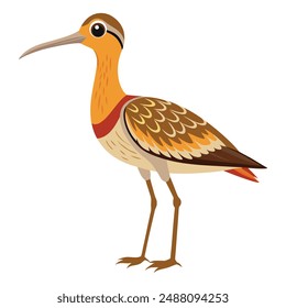 Illustration of cute curlew bird Isolated