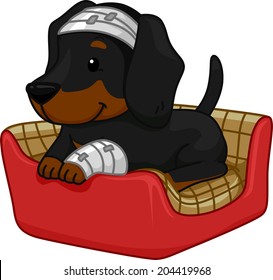 Illustration of a Cute Dachshund Sporting First Aid Bandages