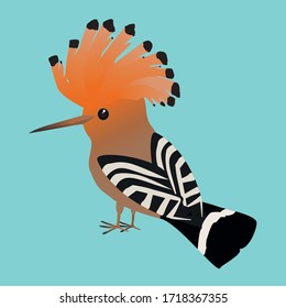 

An illustration of a cute Eurasian hoopoe on a soft blue background.