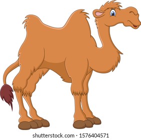 Illustration of cute funny camel on white background