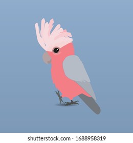 
An illustration of a cute galah cockatoo
