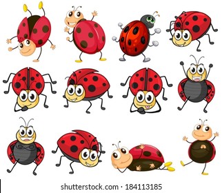 Illustration Cute Ladybugs On White Background Stock Vector (Royalty ...