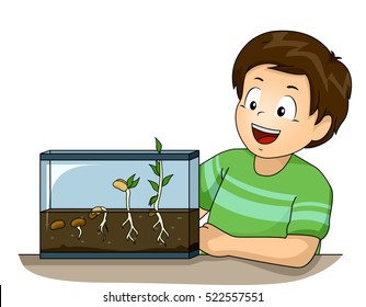 Illustration of a Cute Little Boy Observing His Germination Experiment with Glee