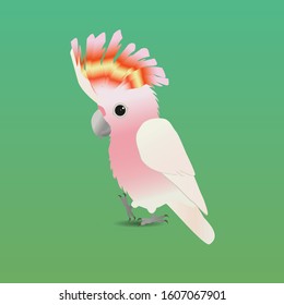 
An illustration of a cute Major Mitchell's cockatoo