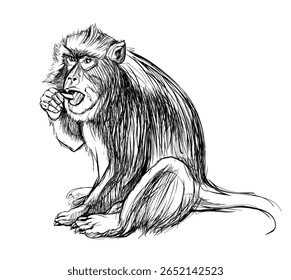 Ilustração de macaco bonito. Animais selvagens. Desenho isolado em preto e branco de macaco para enciclopédia. Imprimir para crianças livro, enciclopédia, tecido, moda, papel de parede. Vetor desenhado à mão.
