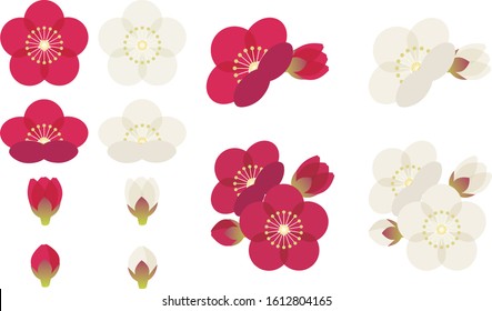 plum flower vector