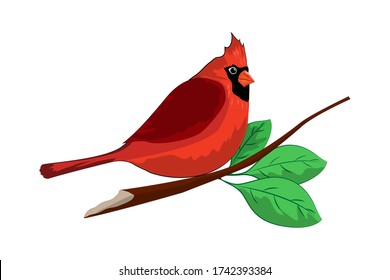 Illustration of a cute red cardinal sitting on a branch. Illustration isolated on a white background.
