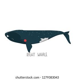 illustration of cute right whale in cartoon style on white background