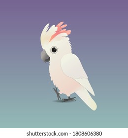 An illustration of a cute salmon-crested cockatoo