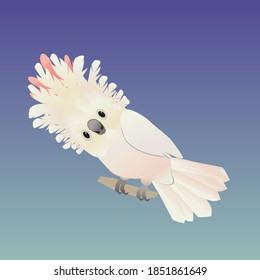 

An illustration of a cute salmon-crested cockatoo, His crest is up and he looks friendly at you
