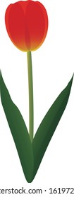 Illustration of cute and simple tulip