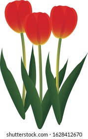 Illustration of cute and simple tulip