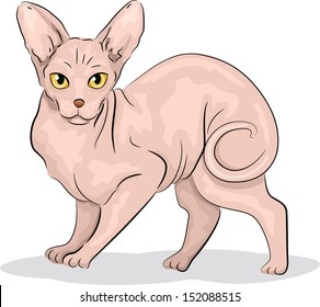 Illustration einer scharfen Sphynx-Katze mit ihrem Schwanz, die ganz nach oben geschoben ist