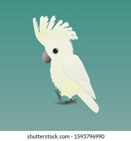 An illustration of a cute umbrella cockatoo