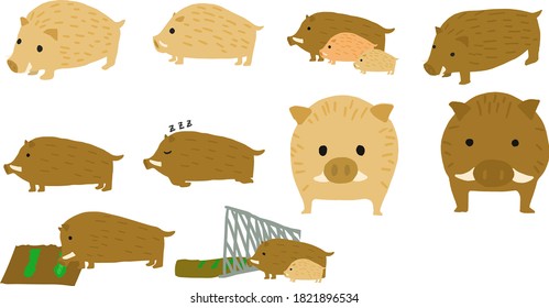 Illustration of a cute wild boar seen from the front, side, and diagonal