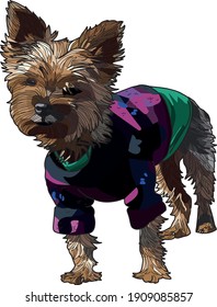 illustration of a cute yorkshire dog small and furry with a blue, pink, purple, green and turquoise long sleeve sweater