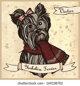 Illustration of a cute Yorkshire Terrier.  Illustration for greeting cards  and other printing and web projects. 