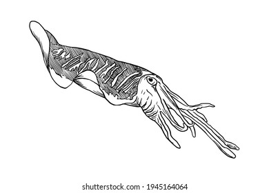 Illustration of cuttle fish design vector illustration