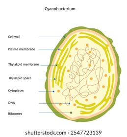 Illustration of a cyanobacterium showcasing the internal folds of its plasma membrane forming photosynthetic thylakoids