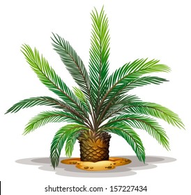 Illustration of the cycas revolute on a white background