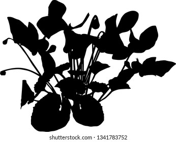 illustration with cyclamen silhouette isolated on white background