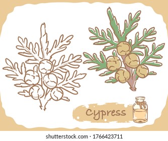 Illustration Of Cypress And Aromatherapy Bottle. Vector Illustration.