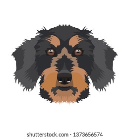 Illustration dachshund | For all dog owners. What you love about his dog? Puppy dog ​​eyes, wagging tail, smiling, barking. The dachshund is a man's best friend.
