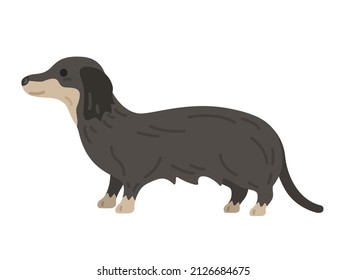 An illustration of a dachshund seen from the side.