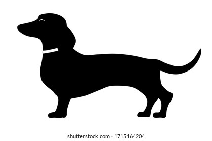 An illustration of a dachshund standing side pose