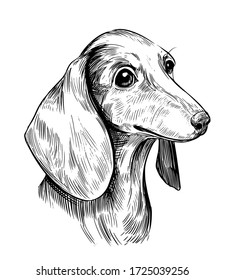 Illustration Of Dachshund. Vector Sketch 