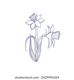 illustration with daffodil drawn in vector, spring flower, card for Mother's Day and Easter,