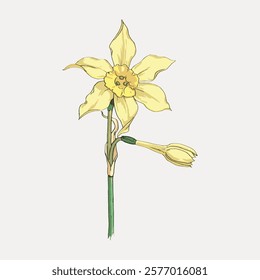 Illustration of a daffodil with green stem and bud. The daffodil is detailed, showcasing its petals and structure. Simple daffodil drawing on a plain background. Vintage floral illustration, vector.