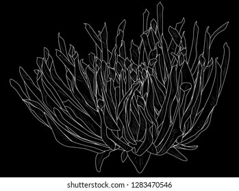 illustration with dahlia bloom outline isolated on black background