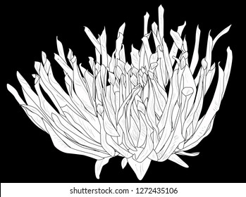 illustration with dahlia bloom silhouette isolated on black background