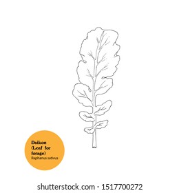 Illustration of Daikon leaf, Raphanus sativus, vegetable and forage plant, black and white drawing.