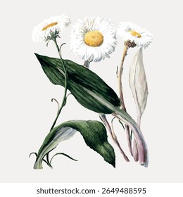 Illustration of daisies with green leaves. Daisies are depicted with white petals and yellow centers. The daisy illustration highlights natural beauty and simplicity. Vintage flower vector.