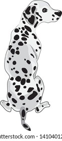 Illustration Of Dalmatian Dog On White Background