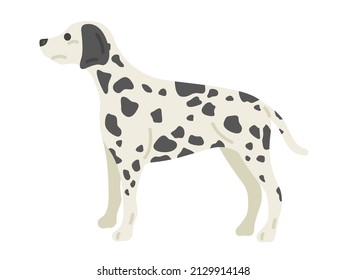 Illustration of Dalmatian seen from the side.