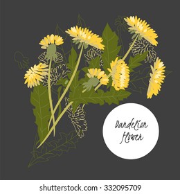illustration Dandelion flower